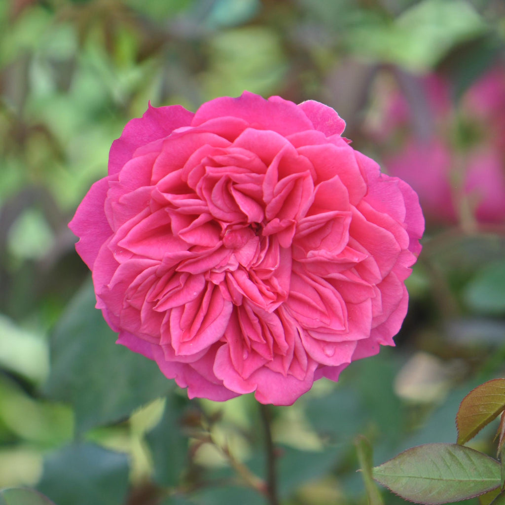 Flamenco Rosita