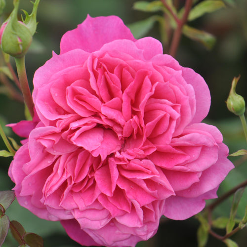 Flamenco Rosita