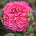 Flamenco Rosita