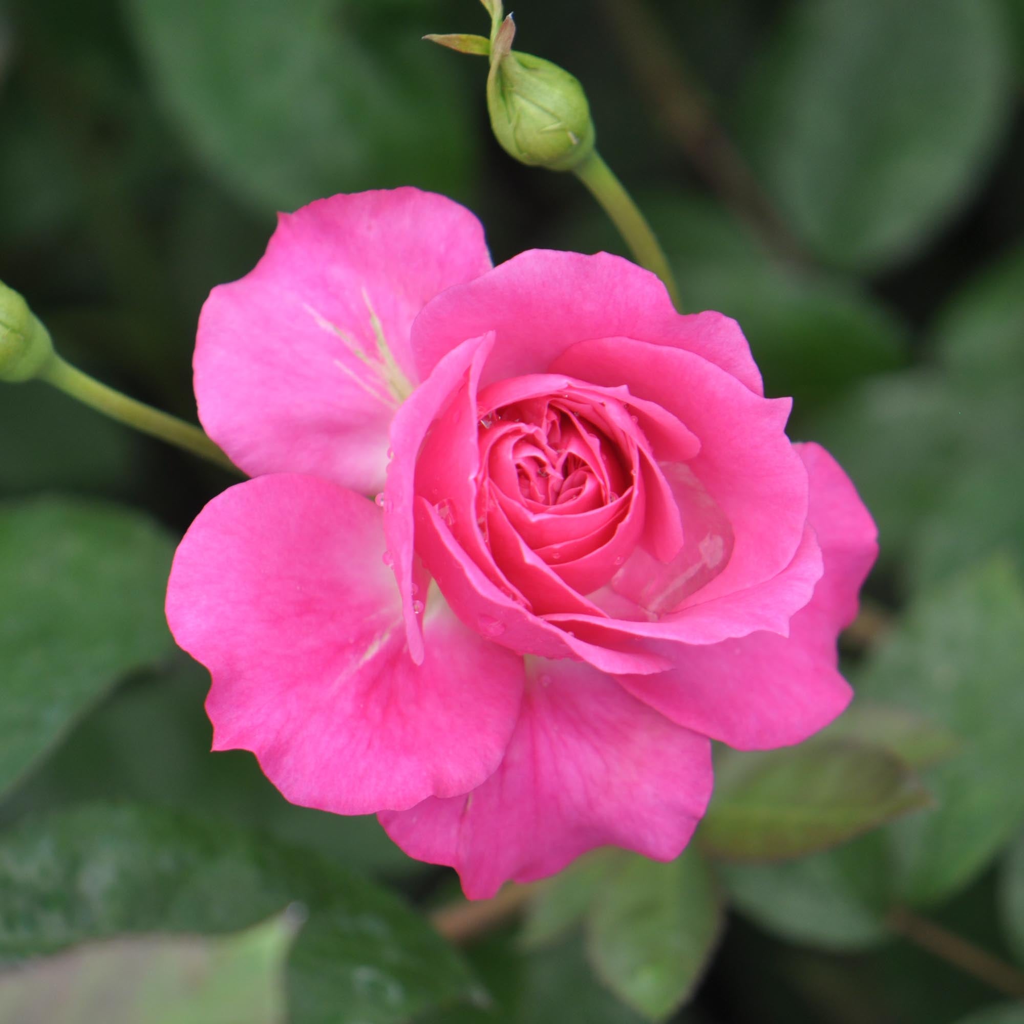 Flamenco Rosita