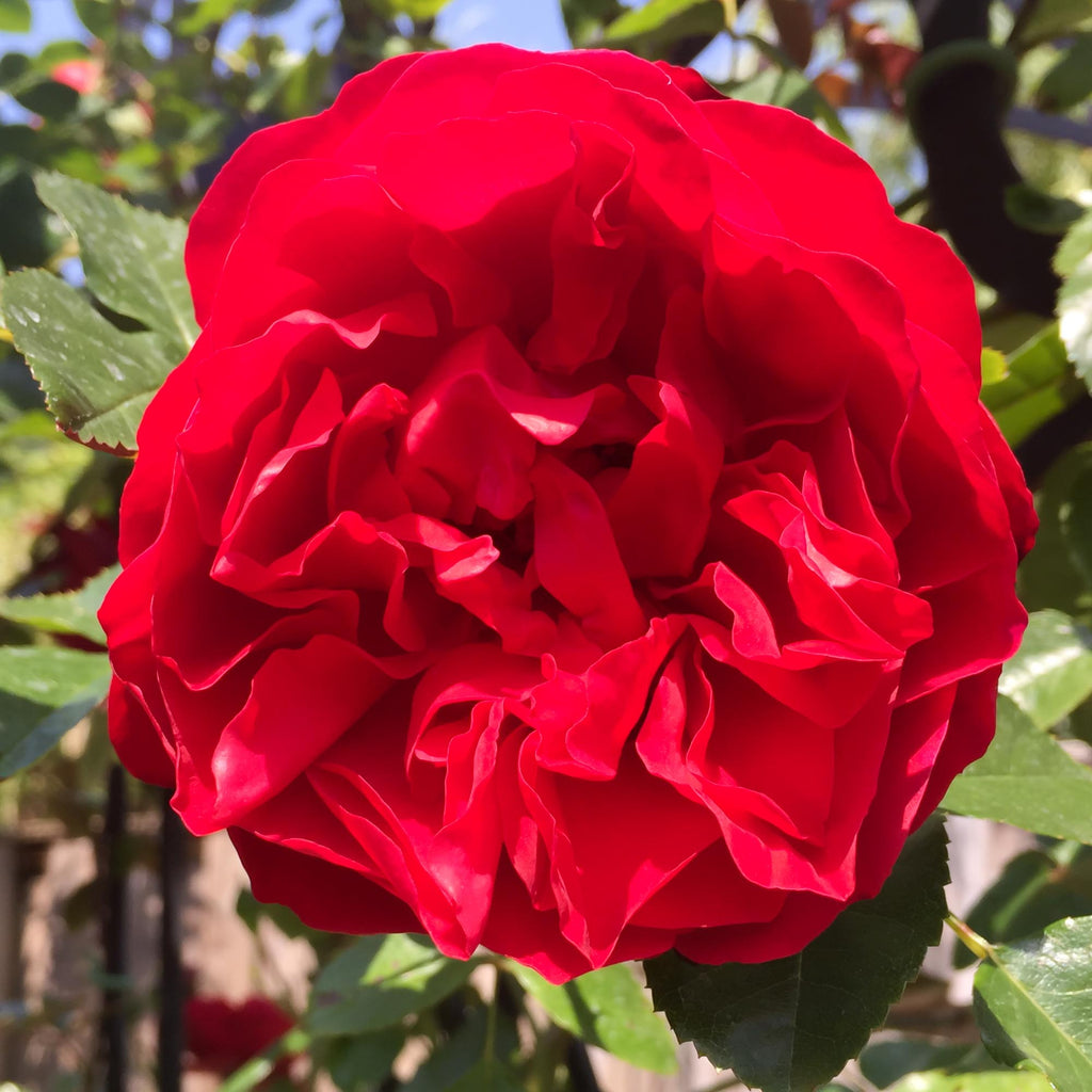Arborose® Florentina