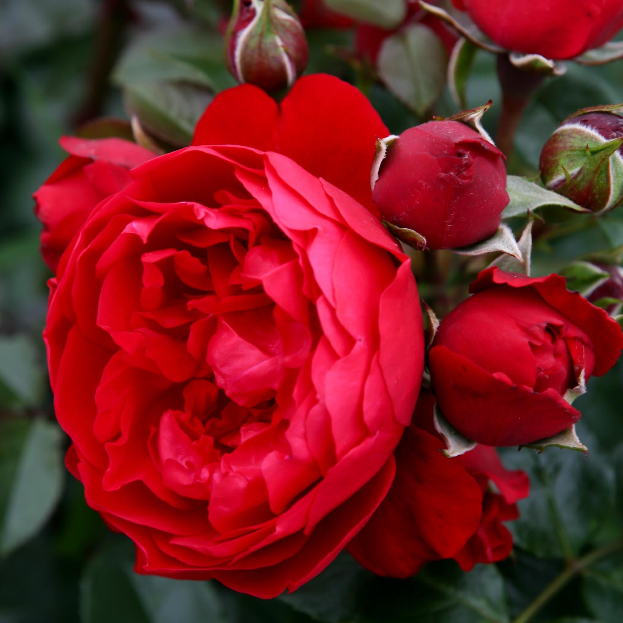 Arborose® Florentina