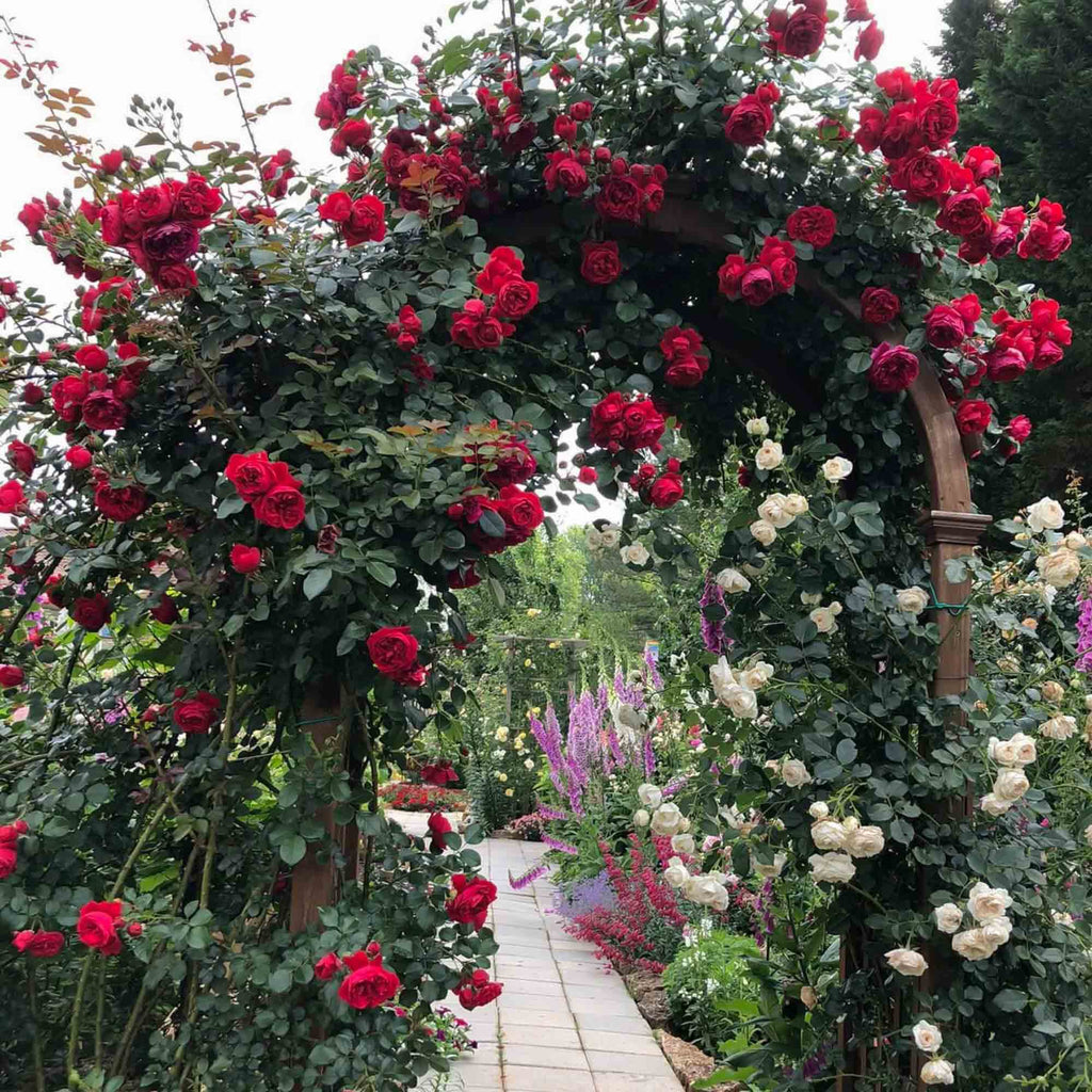 Arborose® Florentina