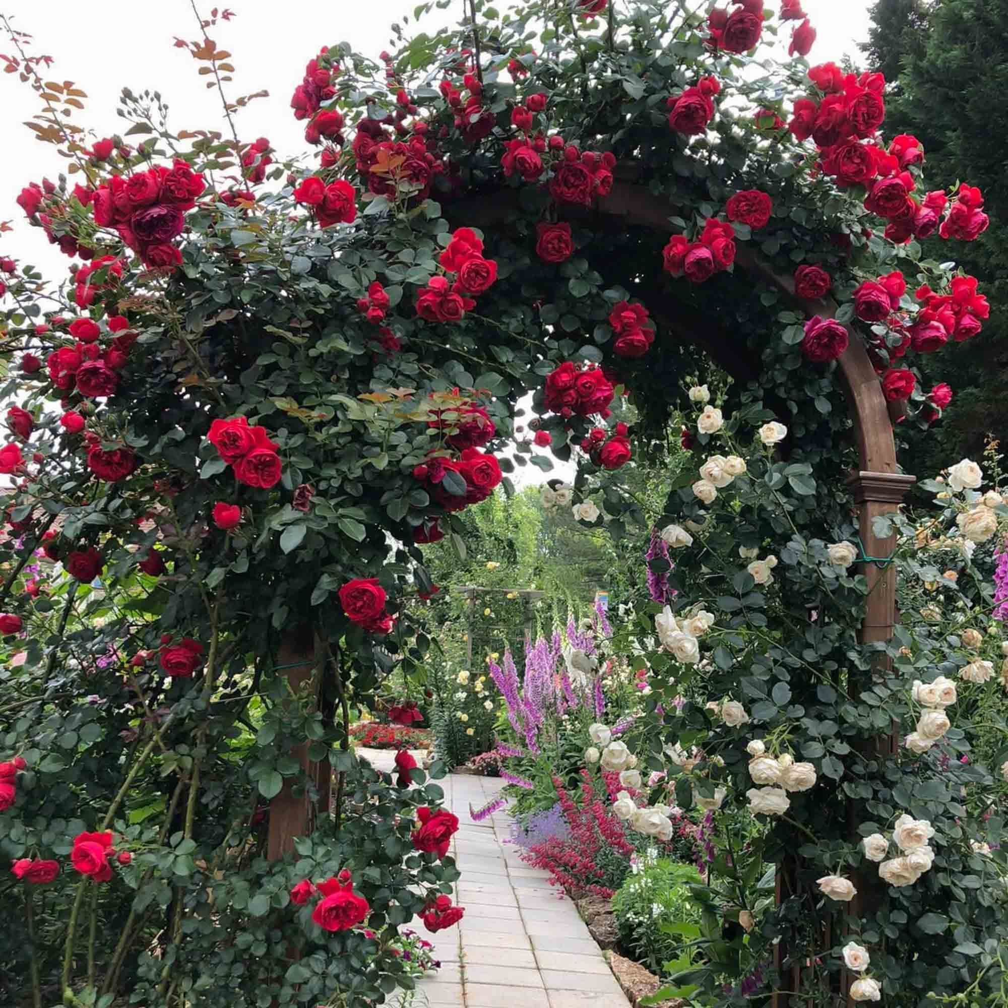 Arborose® Florentina