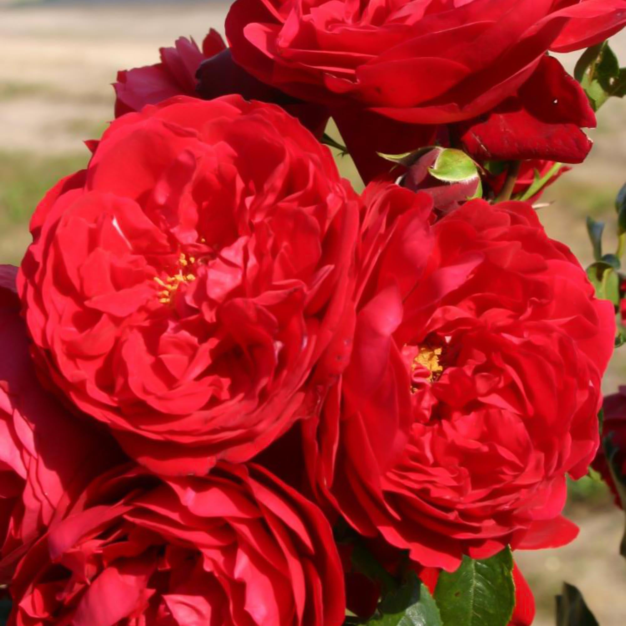Arborose® Florentina