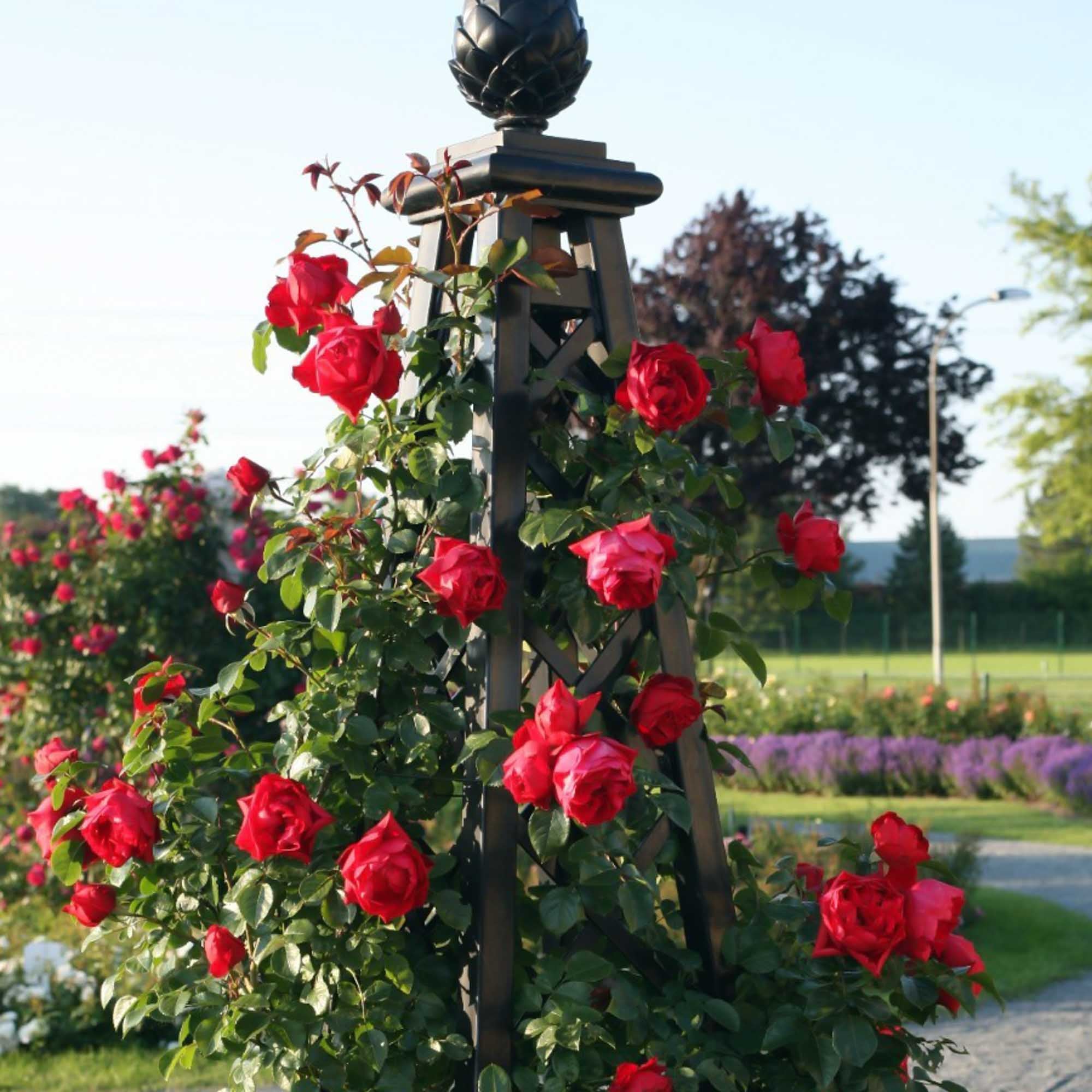 Arborose® Florentina