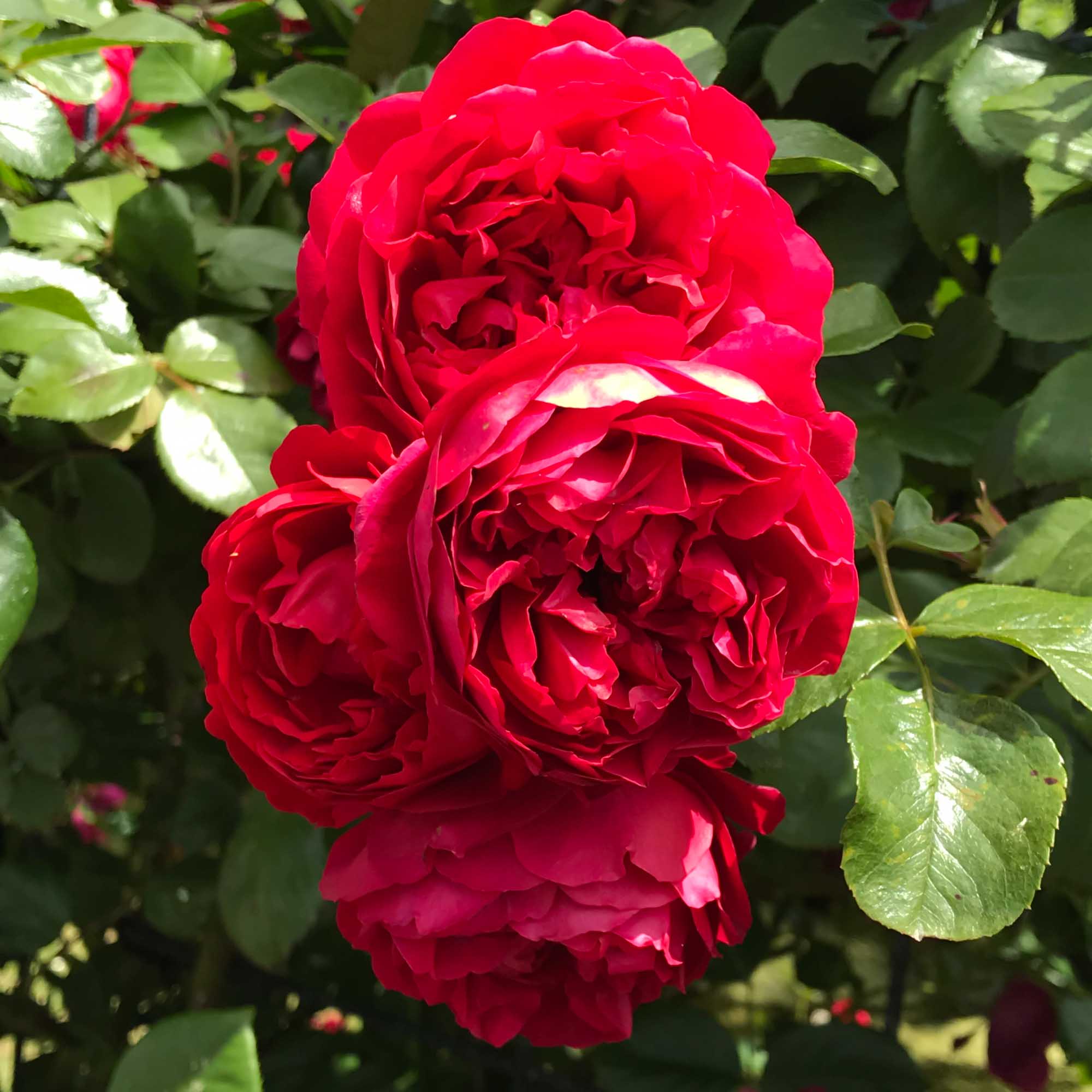 Arborose® Florentina