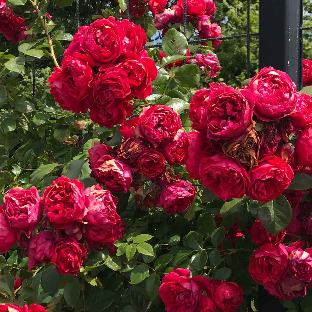 Arborose® Florentina