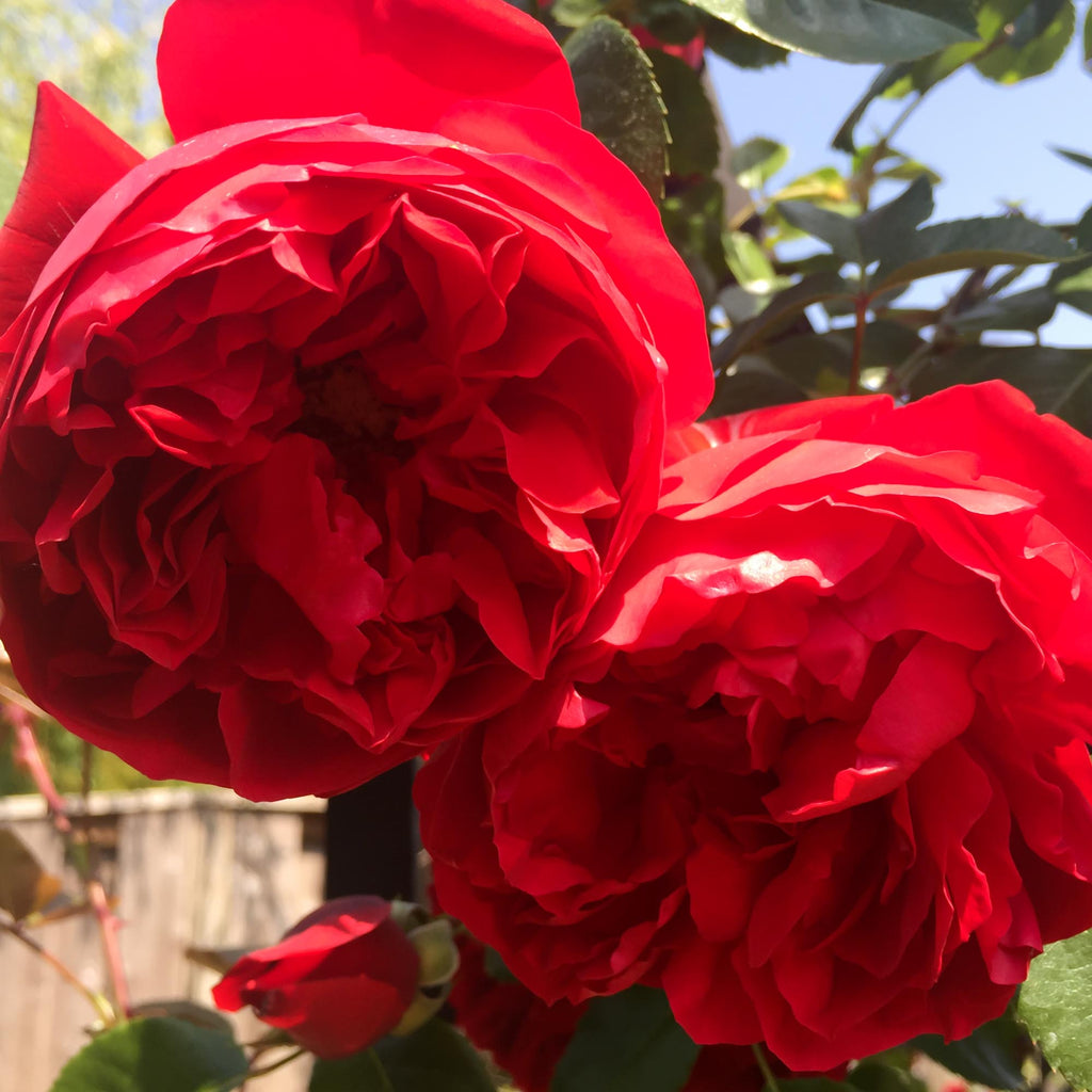 Arborose® Florentina