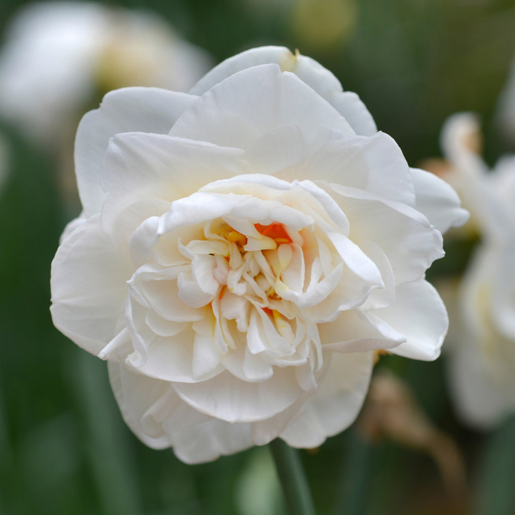 Flower Drift
