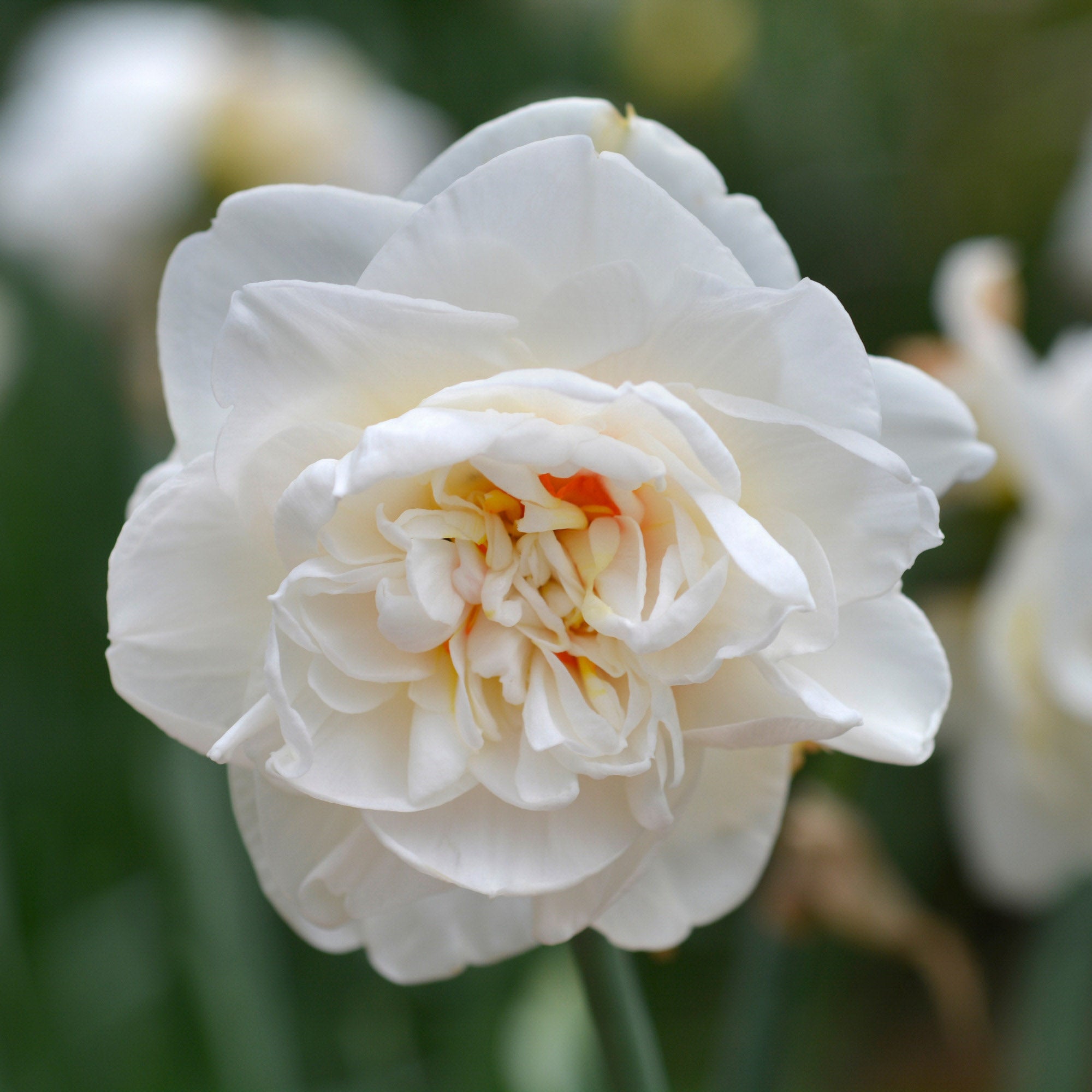 Flower Drift