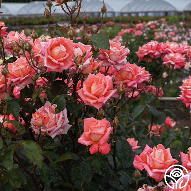 Folklore Hybrid Tea Rose | Fragrant Rose Plant – Heirloom Roses