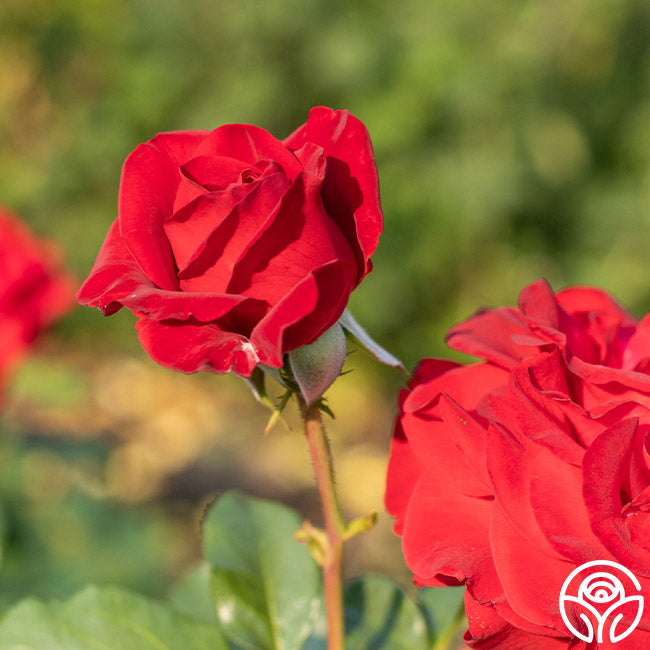 Foroever Roses Forever Yours | Red Hybrid Tea Rose Bush – Heirloom