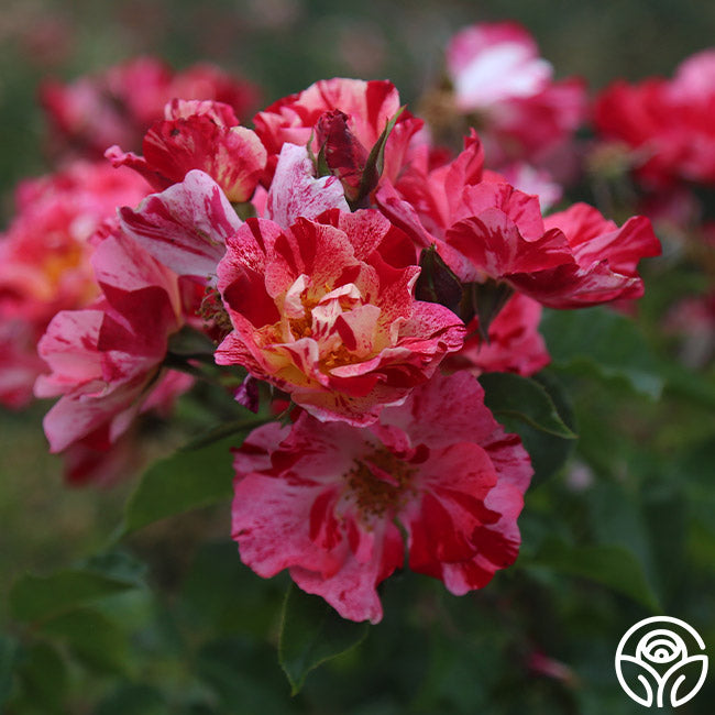 Heirloom Roses Fourth Of July Rose - Thumbnail 3