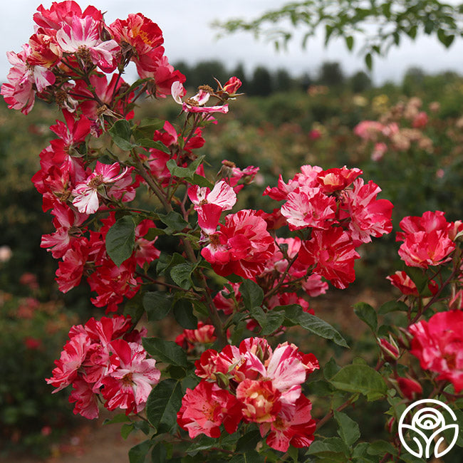 Heirloom Roses Fourth Of July Rose - Thumbnail 5
