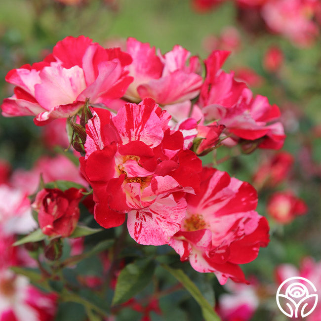 Fourth Of July Rose - Thumbnail 2