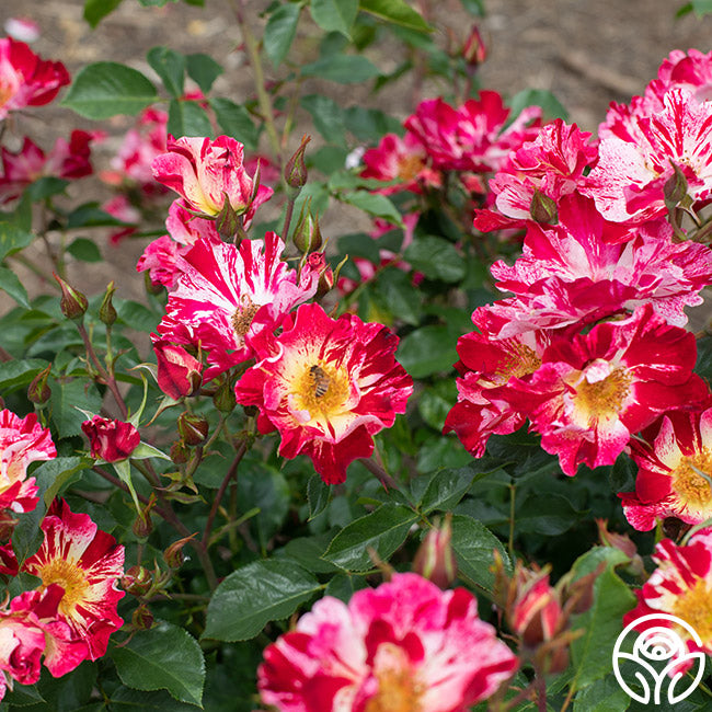 Fourth Of July Climbing Rose | Colorful Rose Bush – Heirloom Roses