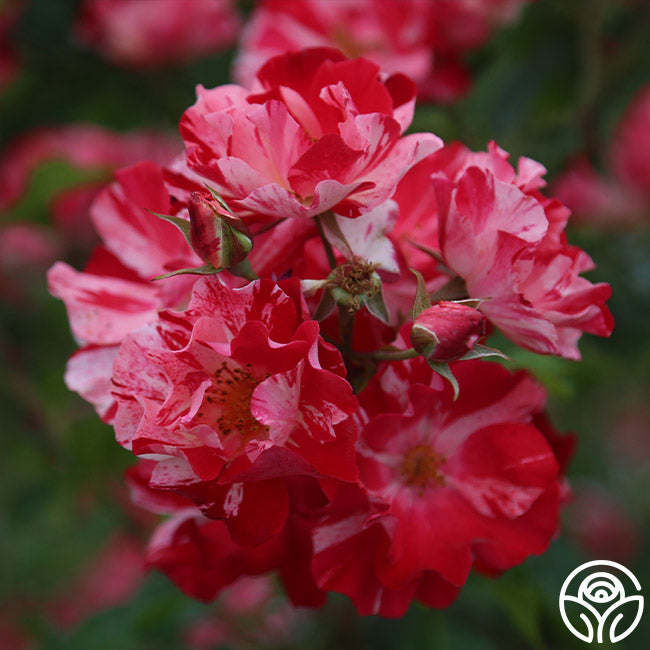 Heirloom Roses Fourth Of July Rose - Thumbnail 2