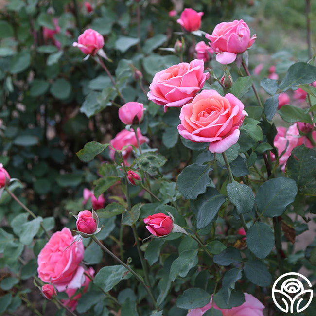 Fragrant Hour Rose - Hybrid Tea - Very Fragrant – Heirloom Roses