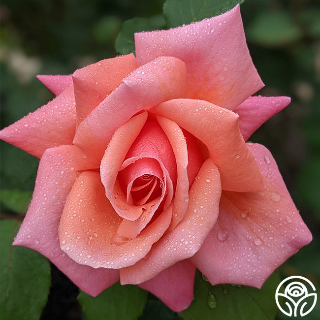 Fragrant Hour Hybrid Tea Rose | Fragrant Rose Plant – Heirloom Roses
