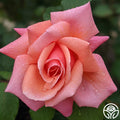 Fragrant Hour