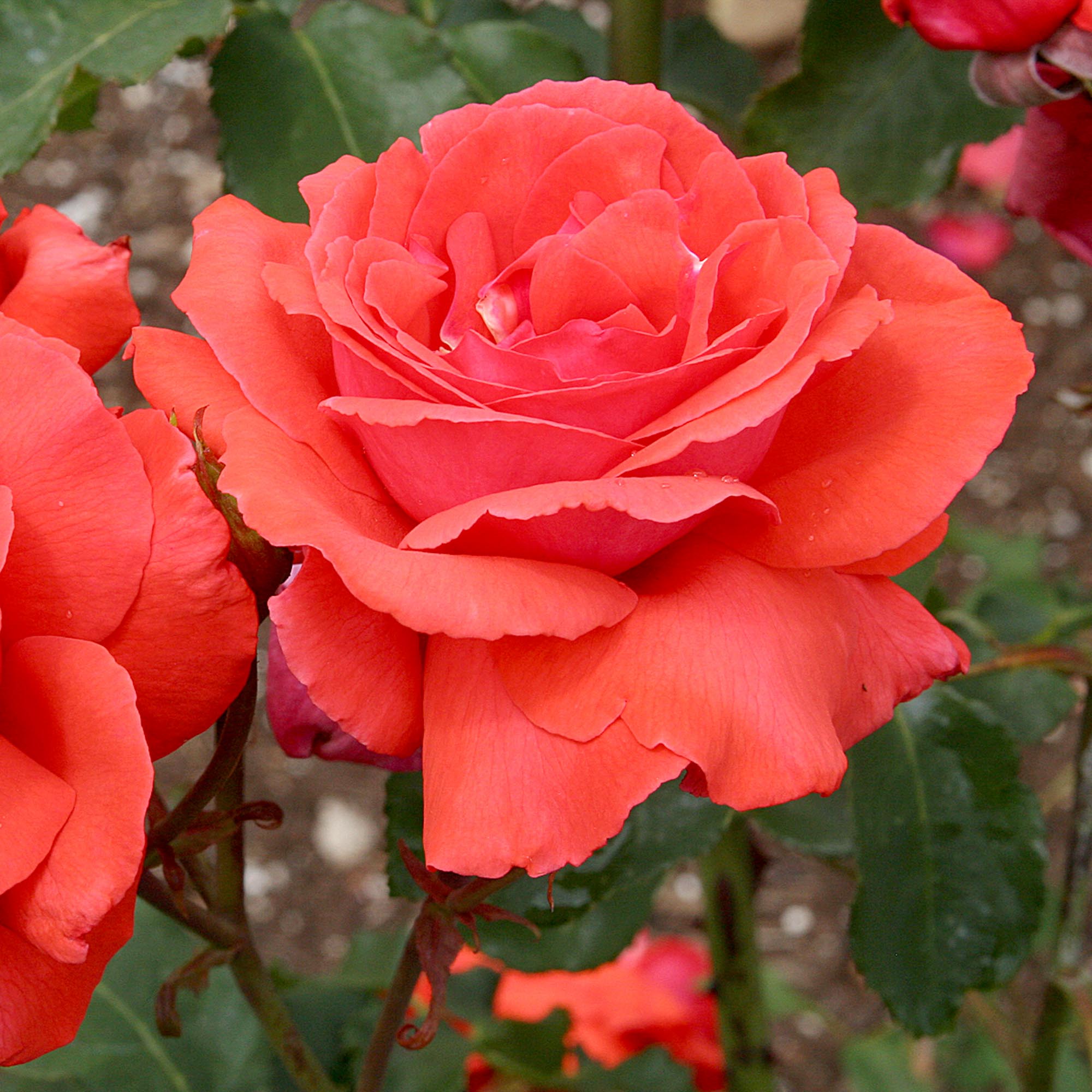 Fragrant Cloud
