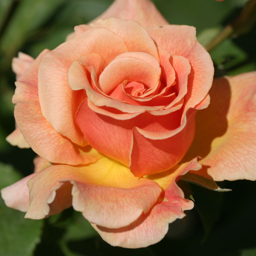 Fragrant Dream