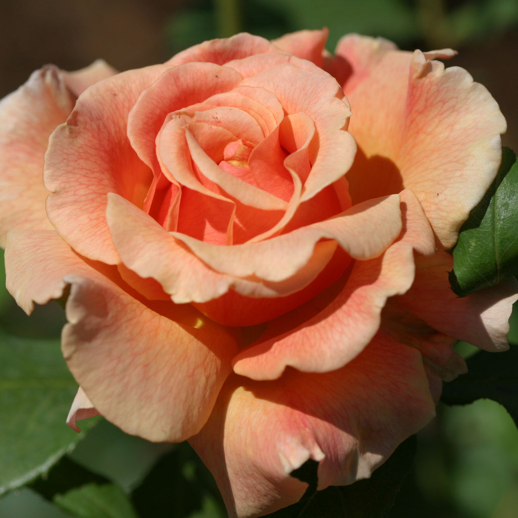 Fragrant Dream