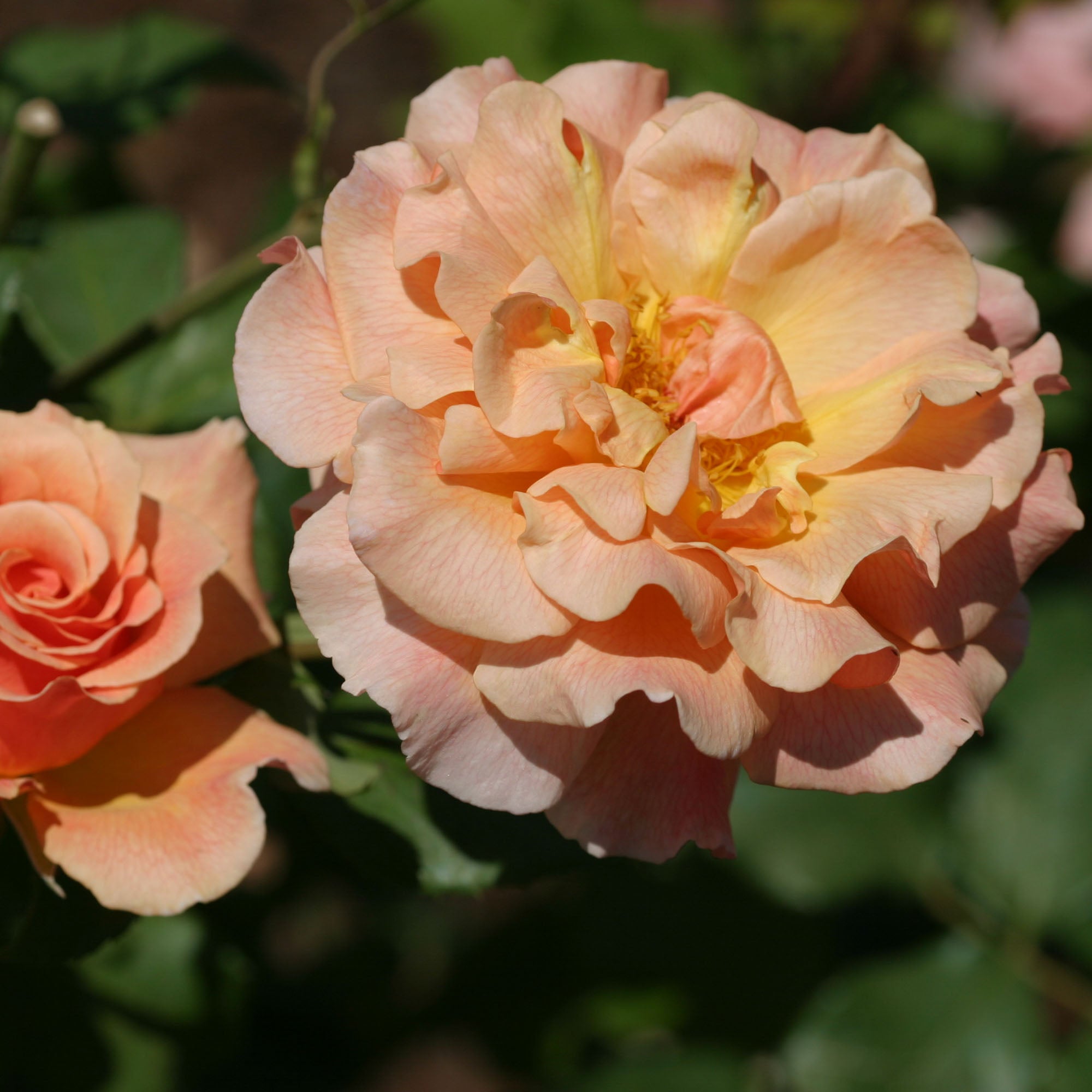 Fragrant Dream