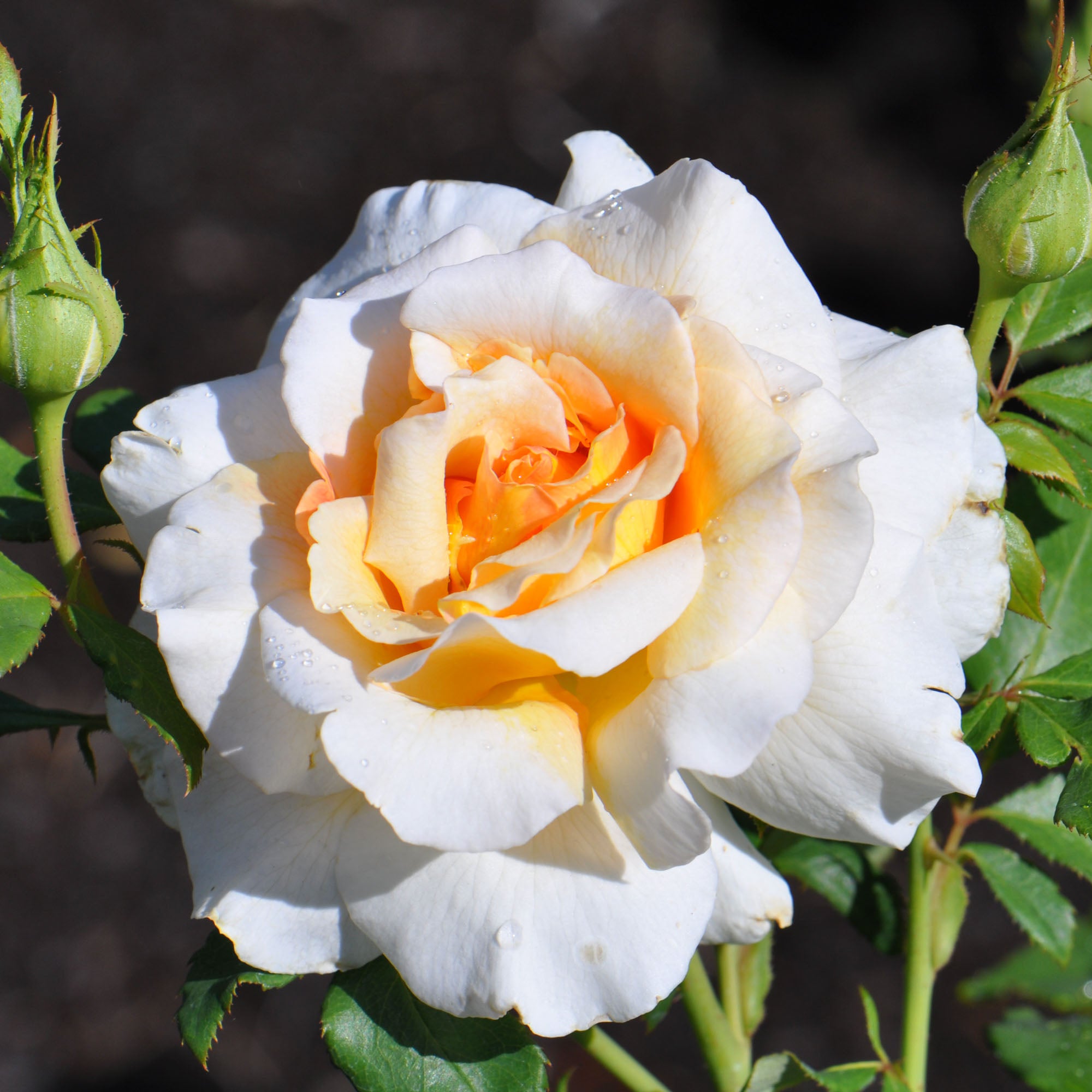 Fragrant Dream