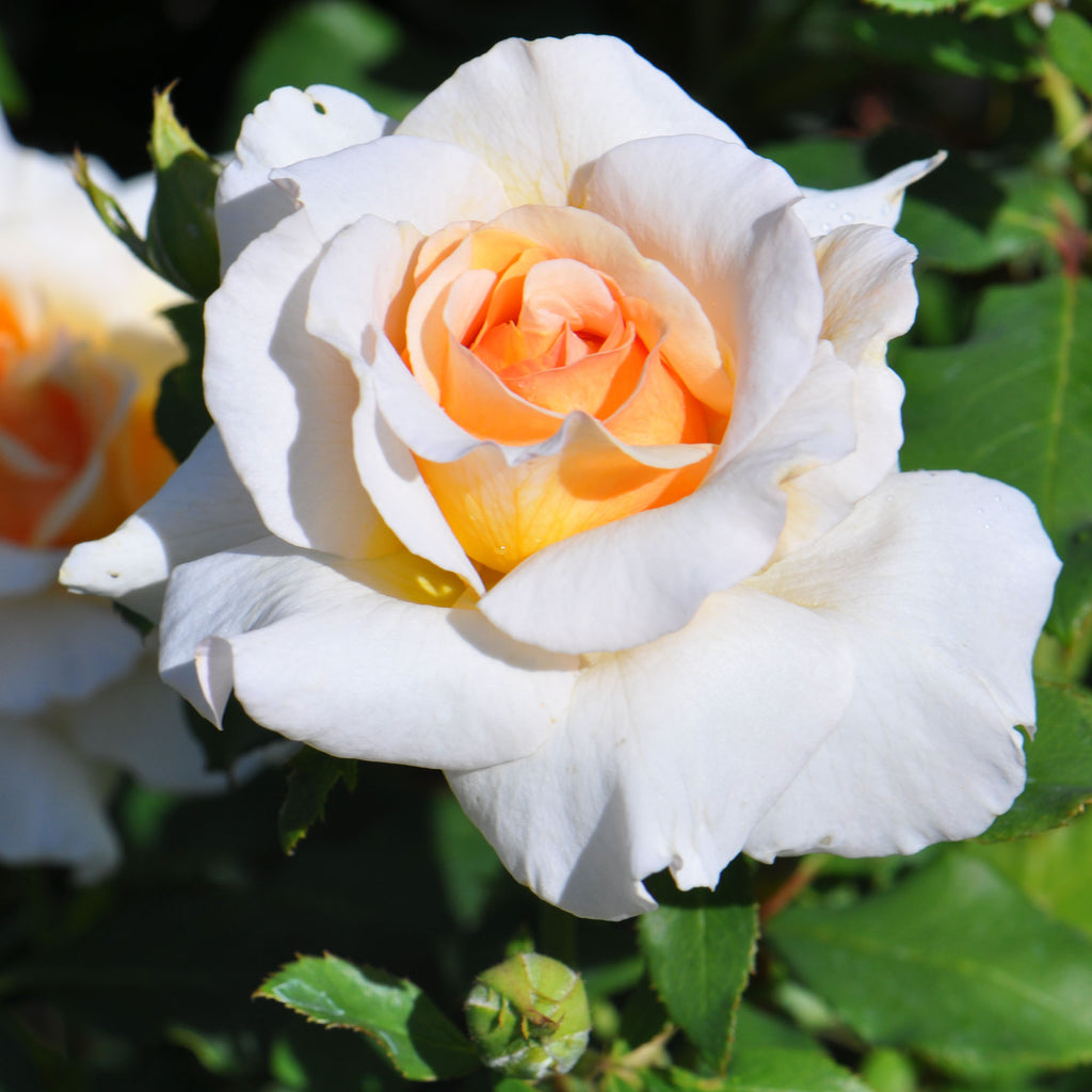 Fragrant Dream