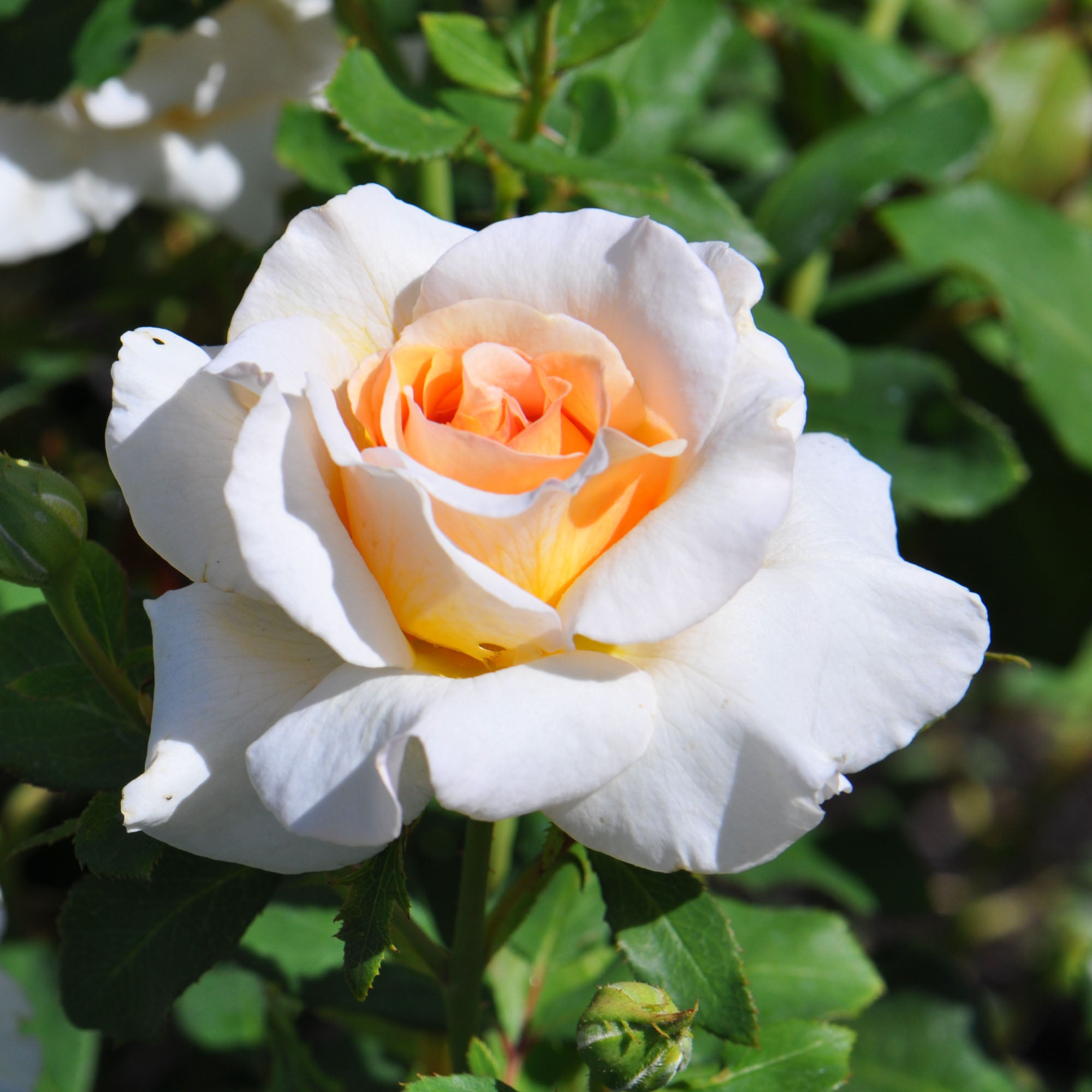Fragrant Dream