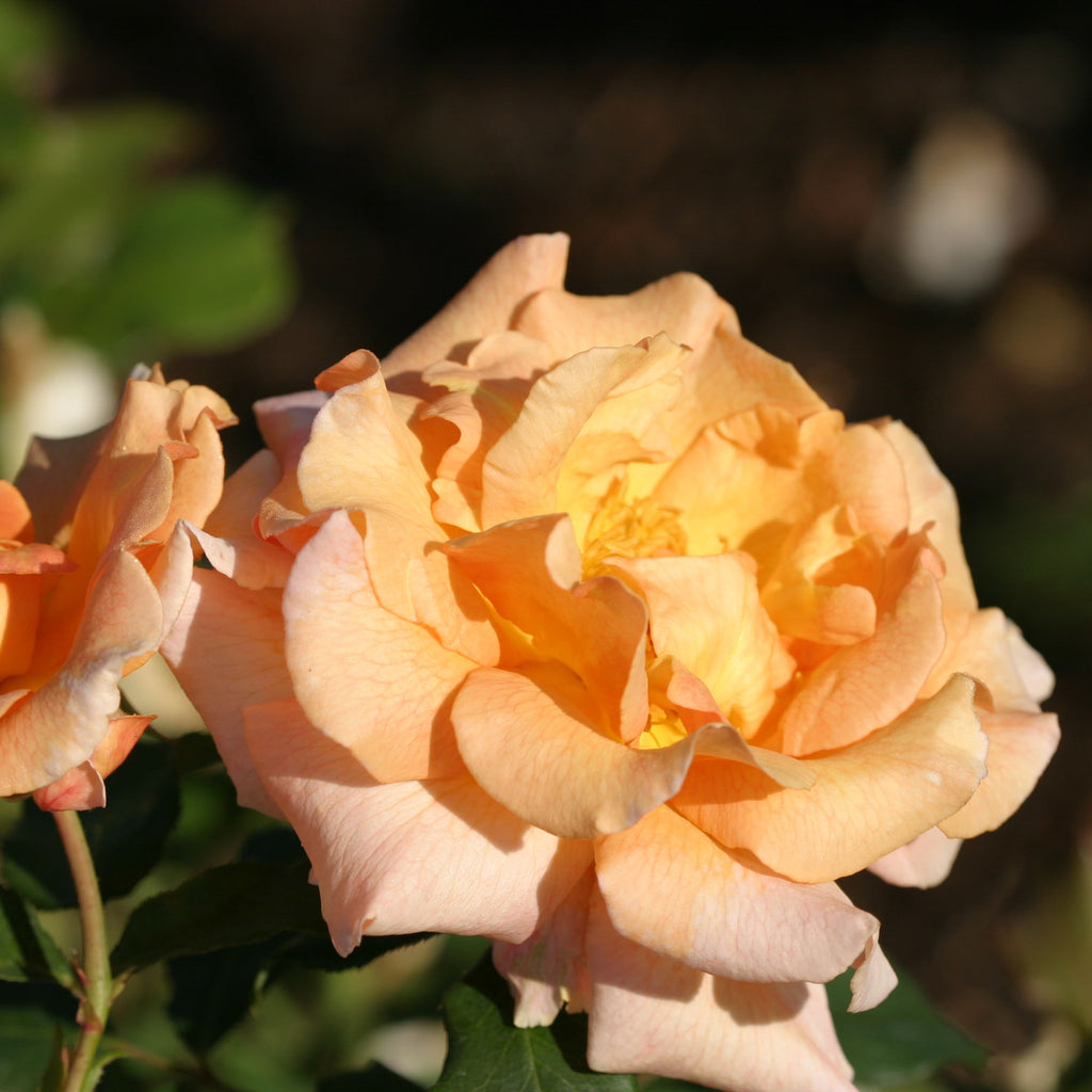 Fragrant Dream
