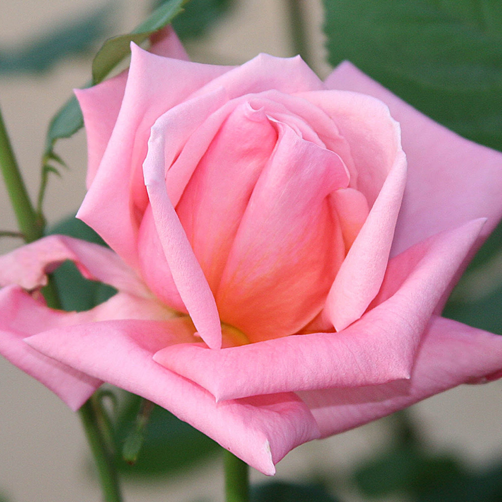 Fragrant Hour