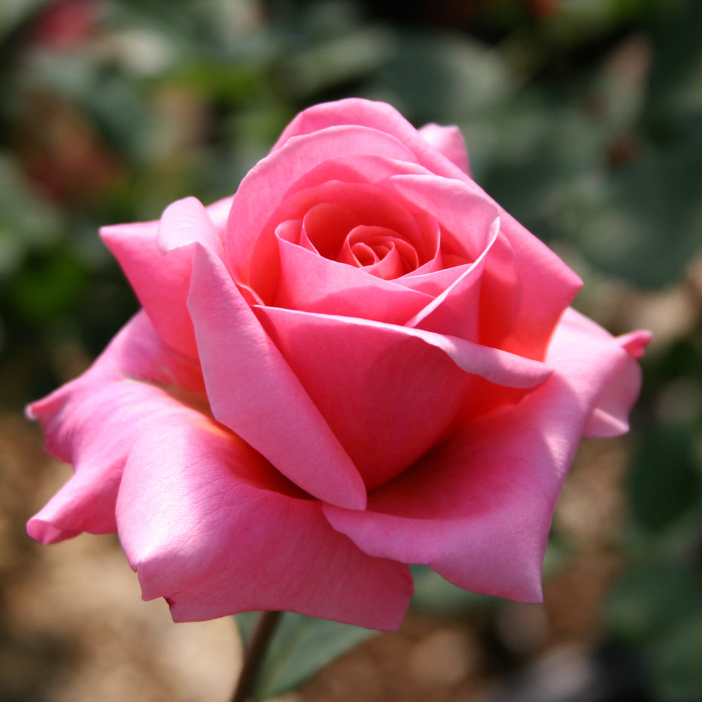 Fragrant Hour