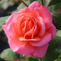 Fragrant Hour