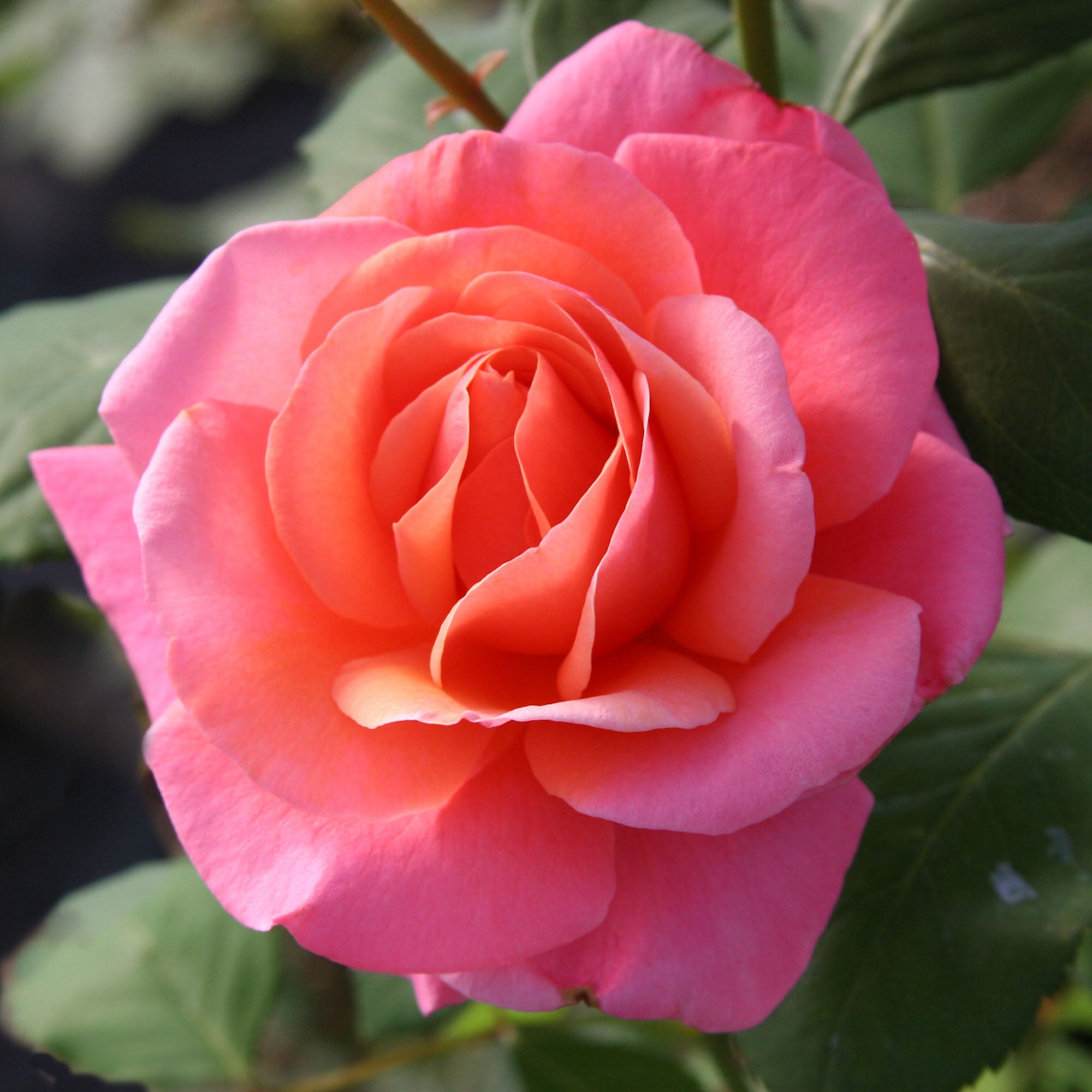 Fragrant Hour