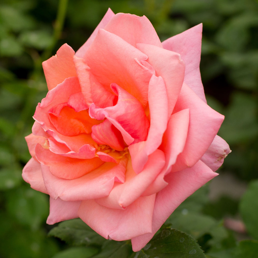 Fragrant Hour