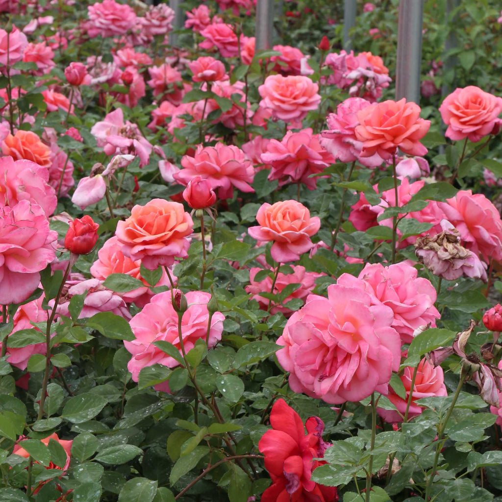 Fragrant Hour