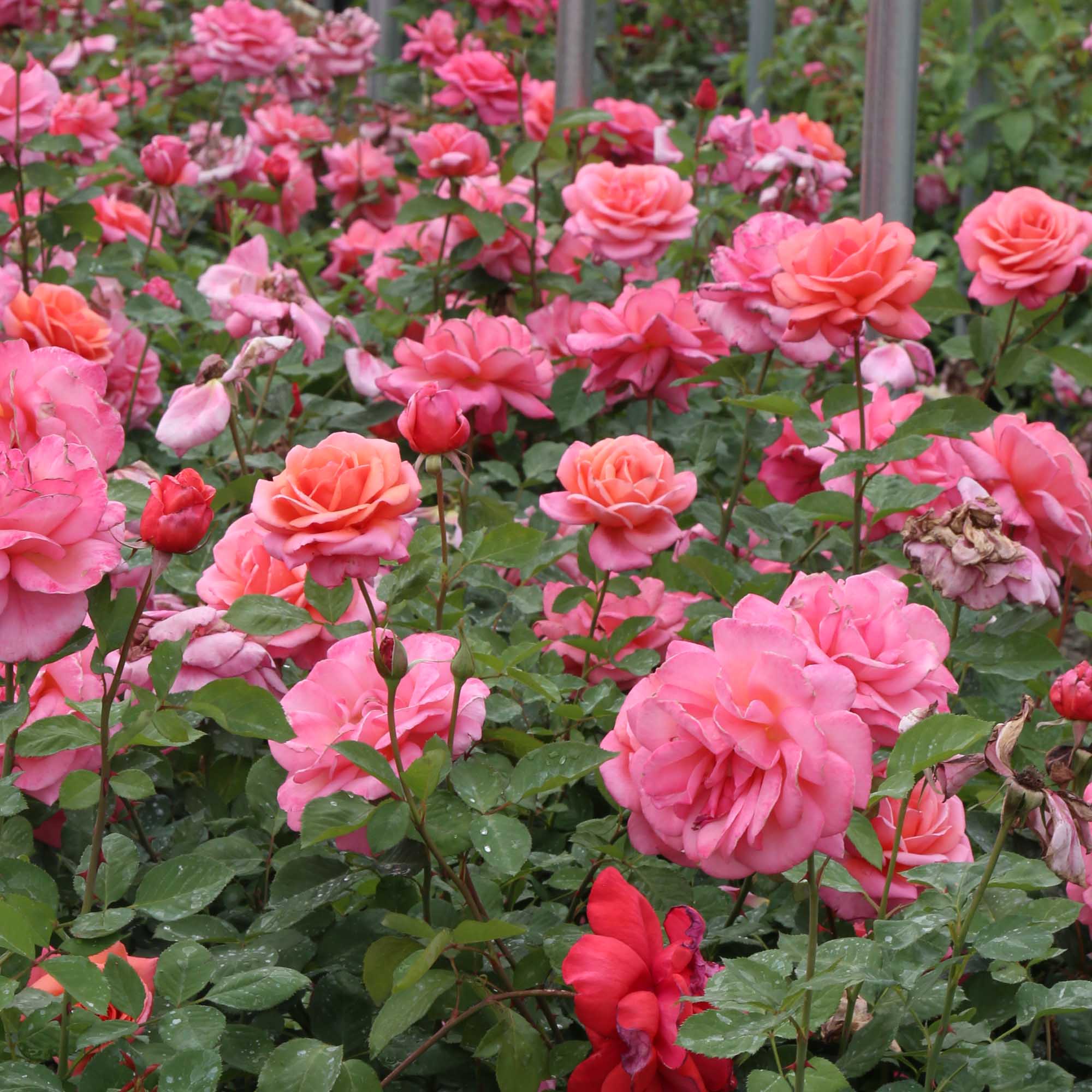 Fragrant Hour