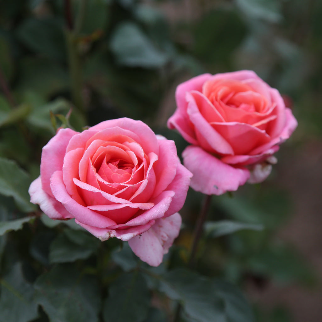 Fragrant Hour