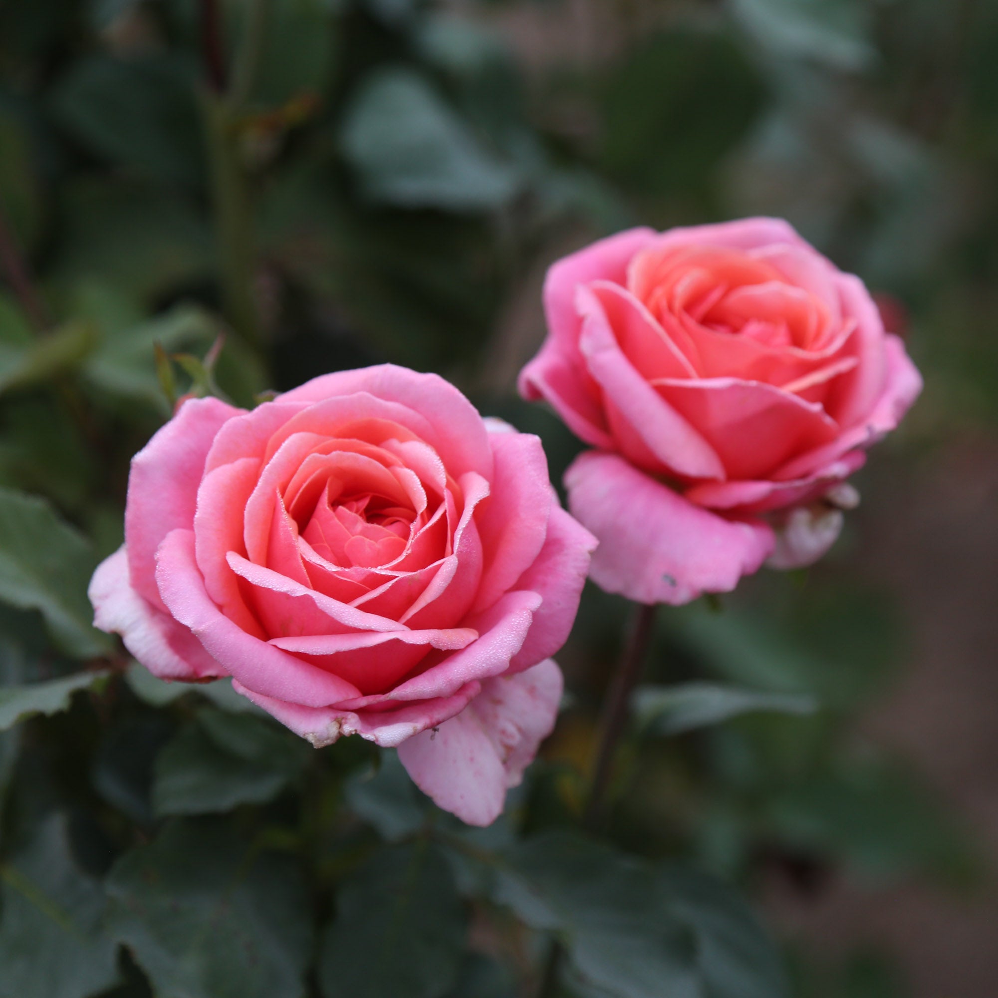Fragrant Hour