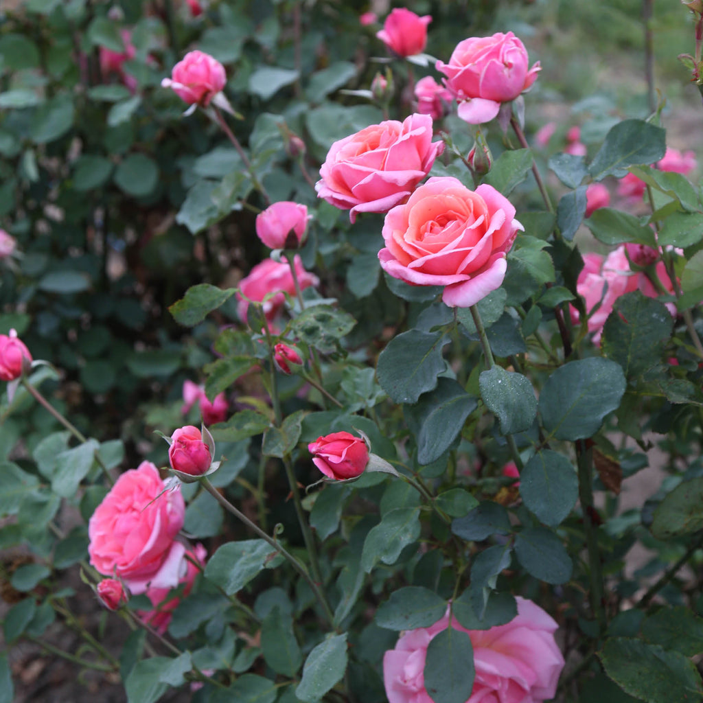 Fragrant Hour