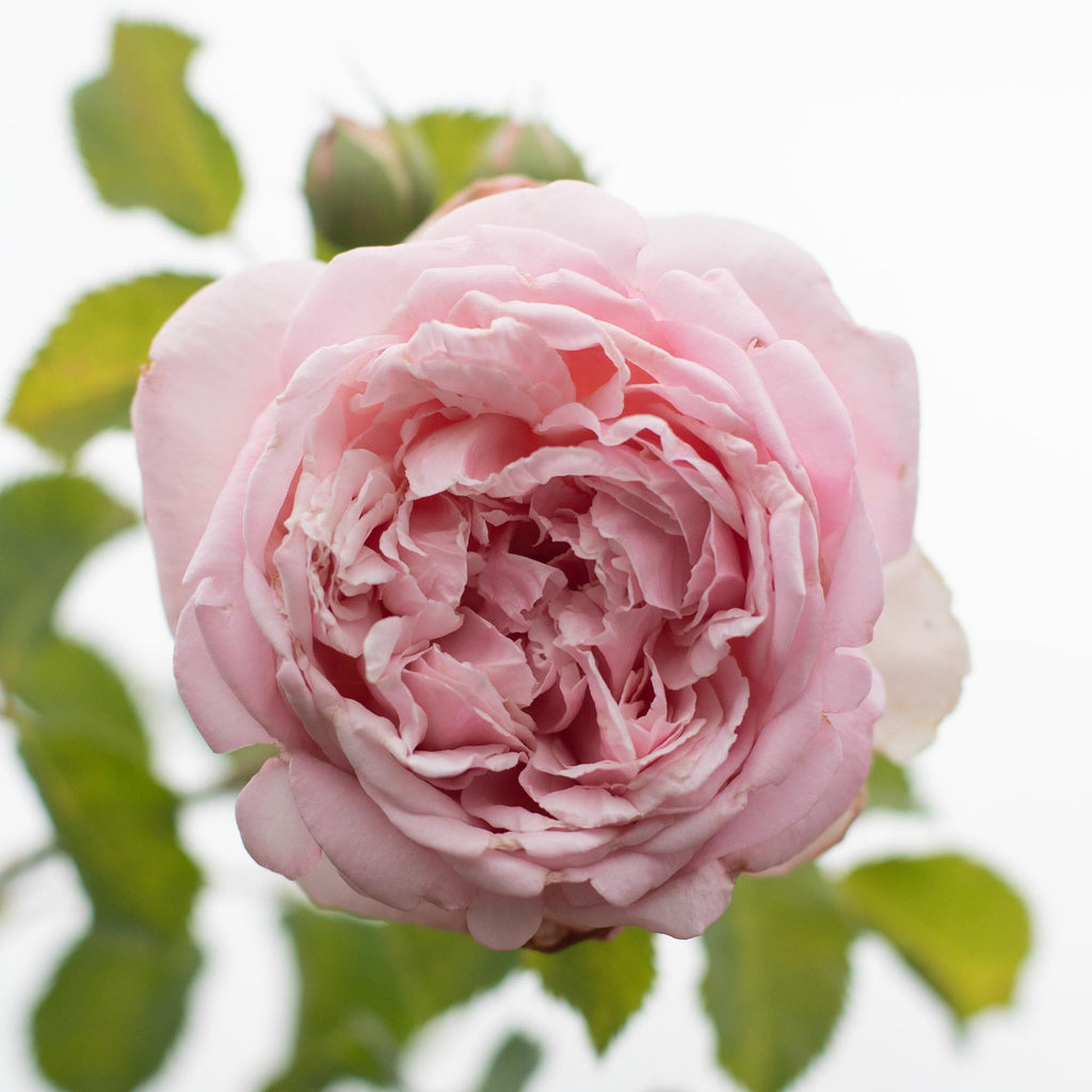 Fragrant Masterpiece™