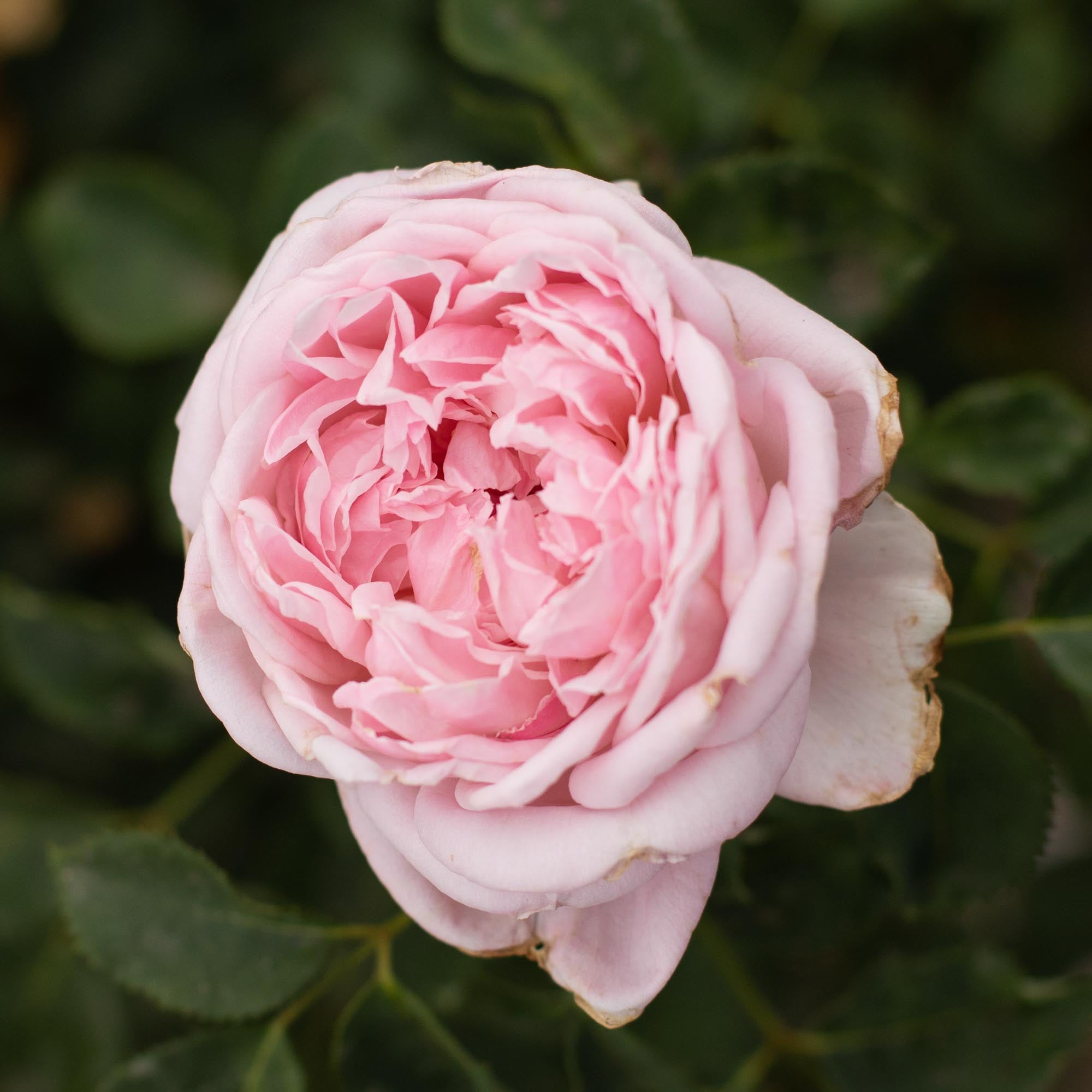 Fragrant Masterpiece™