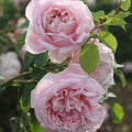 Fragrant Masterpiece™
