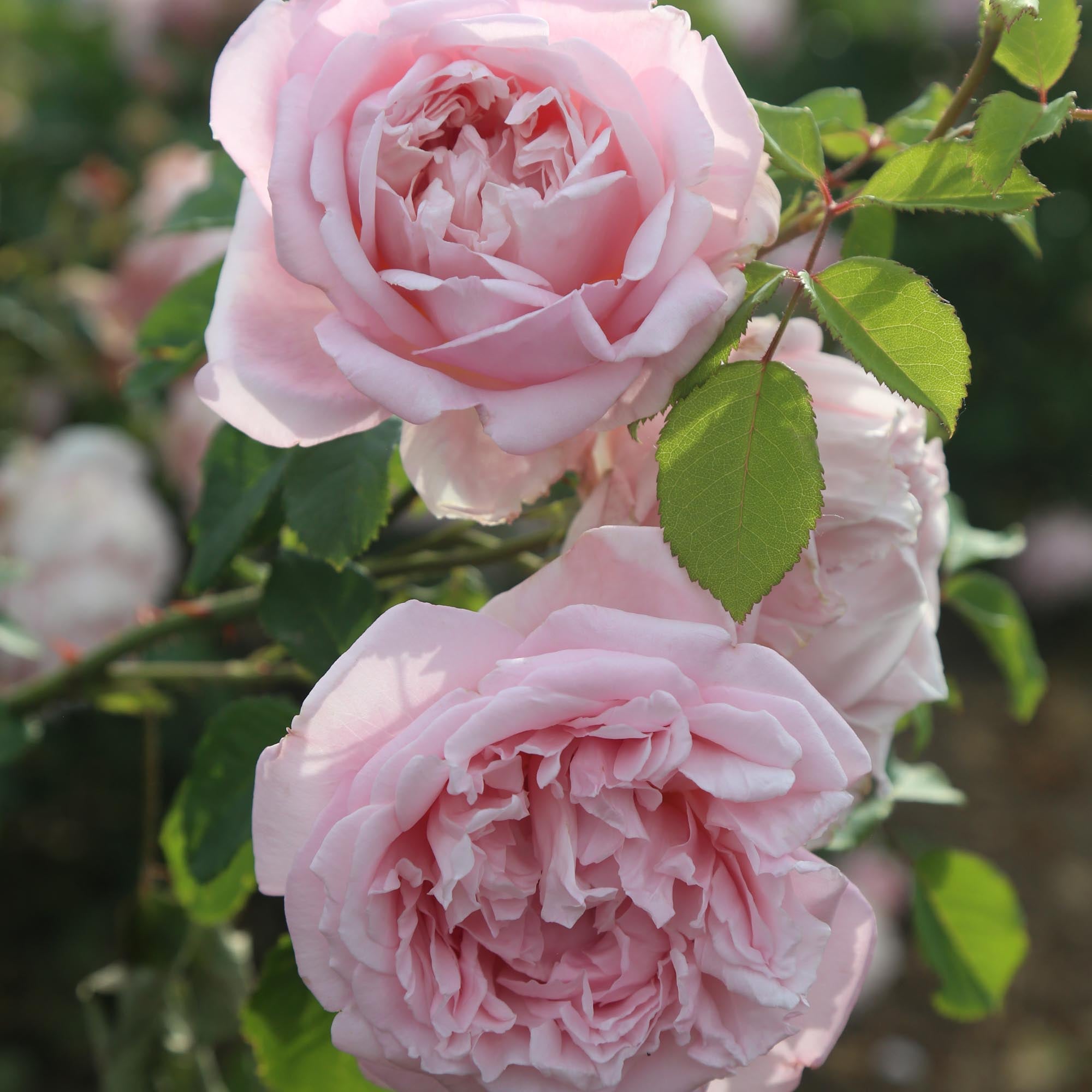 Fragrant Masterpiece™