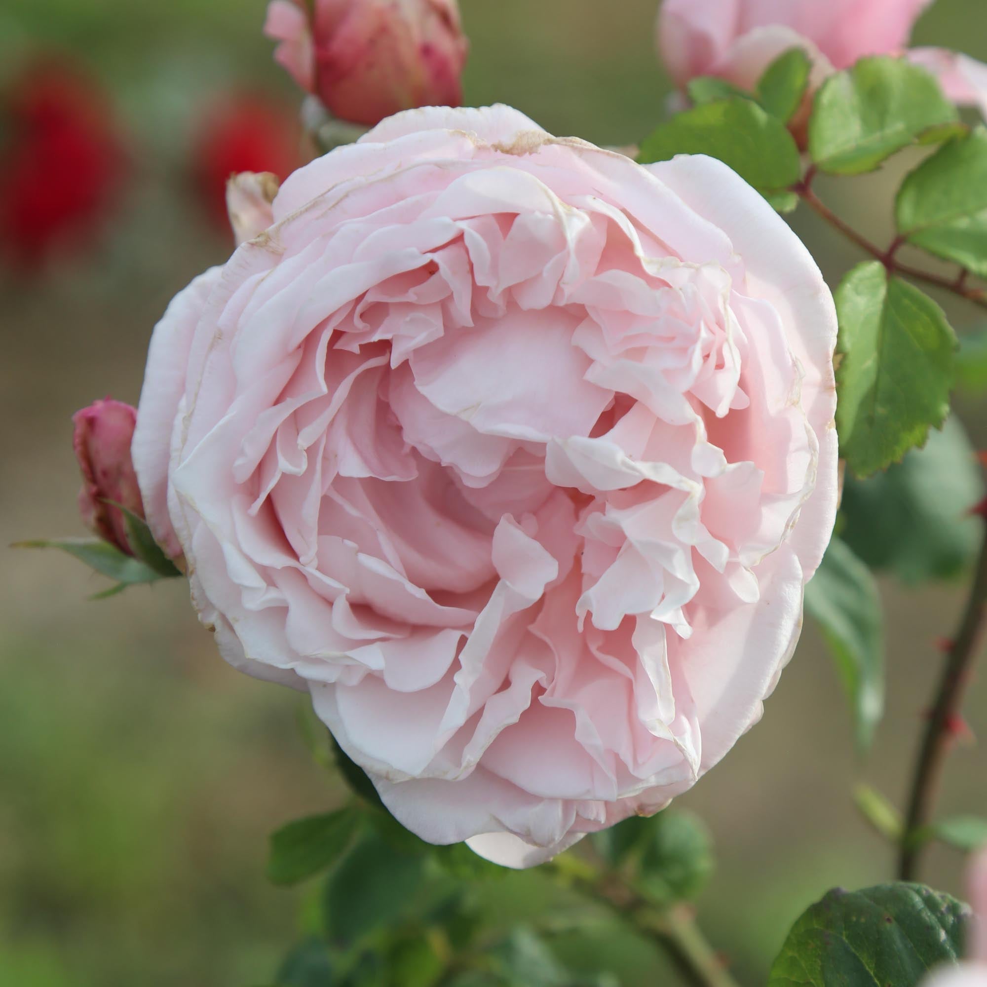 Fragrant Masterpiece™