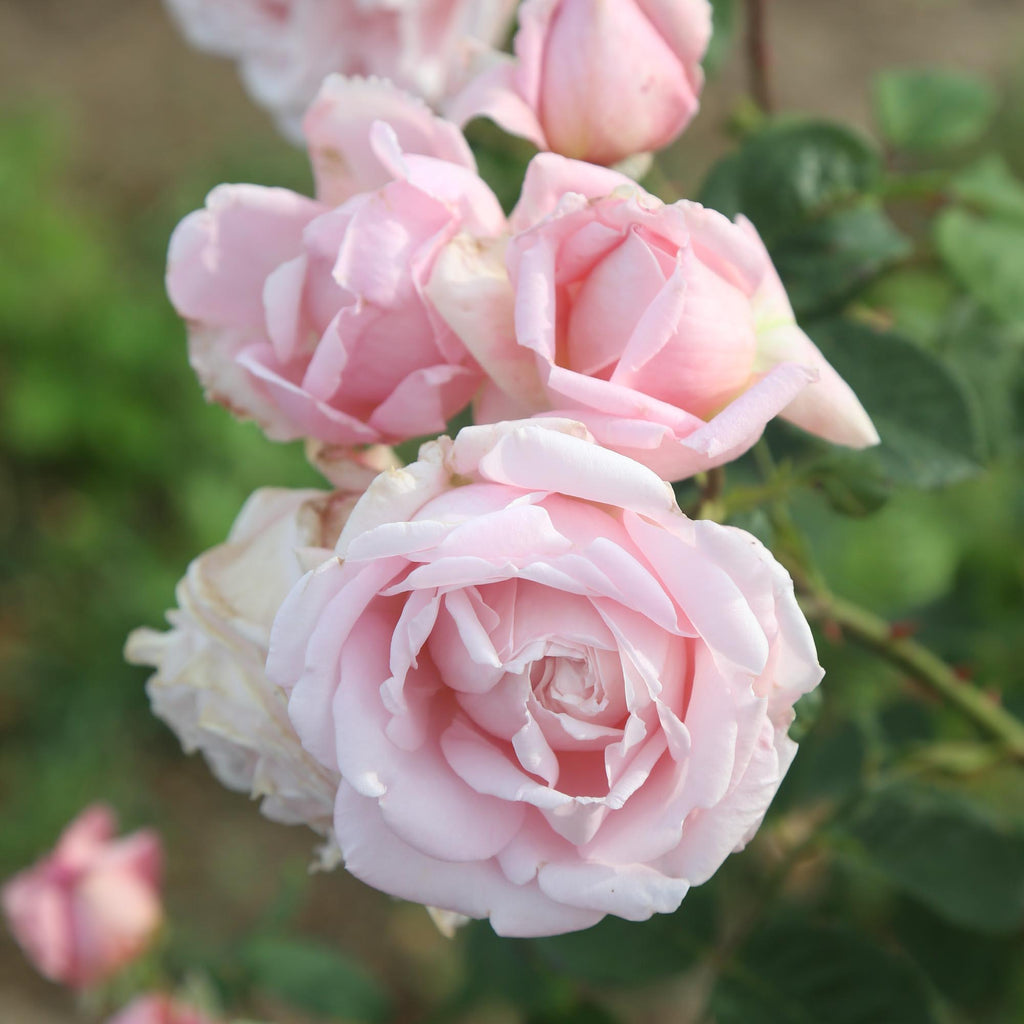 Fragrant Masterpiece™