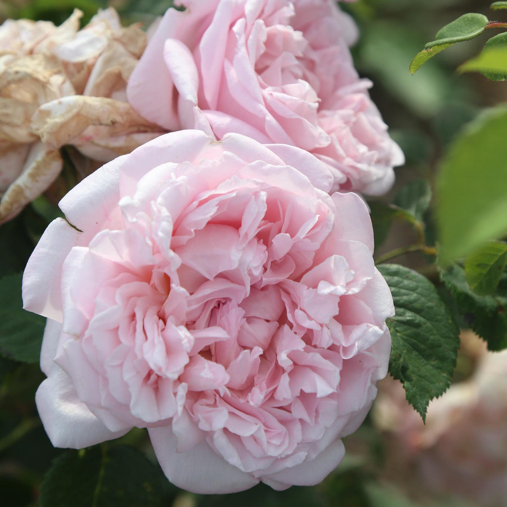 Fragrant Masterpiece™
